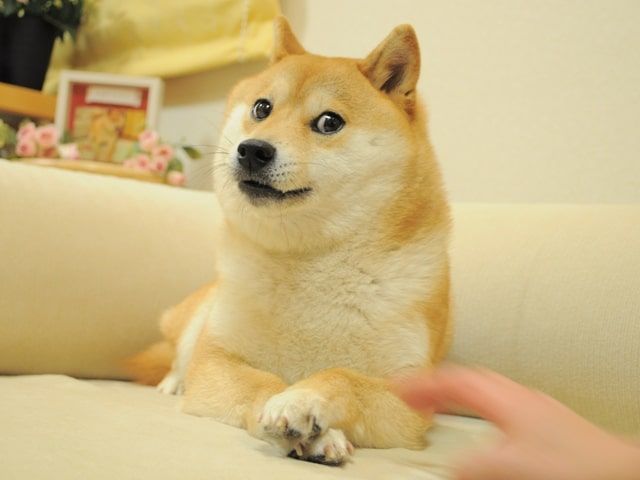 La célèbre photo de Kabosu qui a été utilisée pour créer le dogecoin.