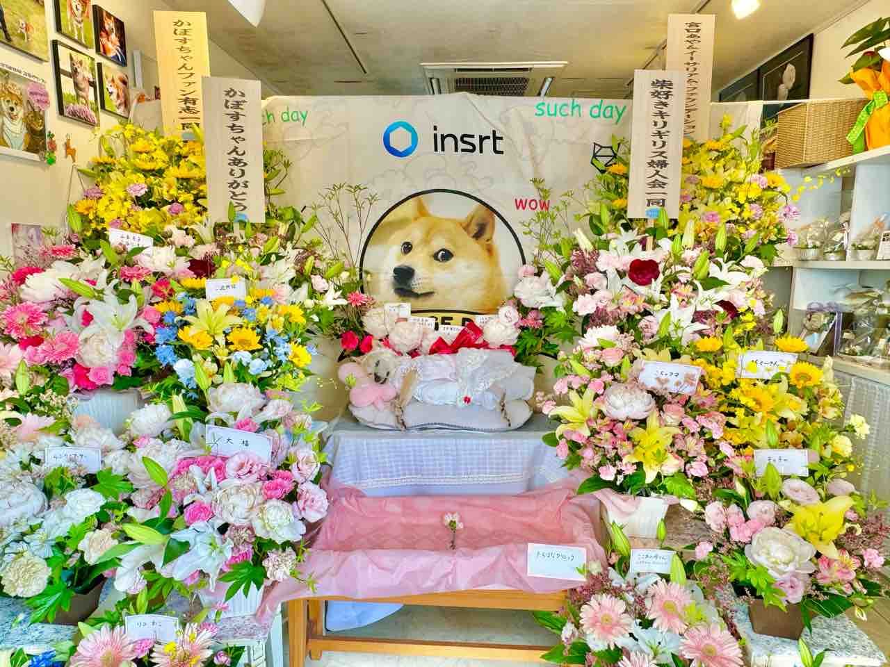 La cérémonie d'adieu de Kabosu avec son corps inerte, entouré de fleurs.